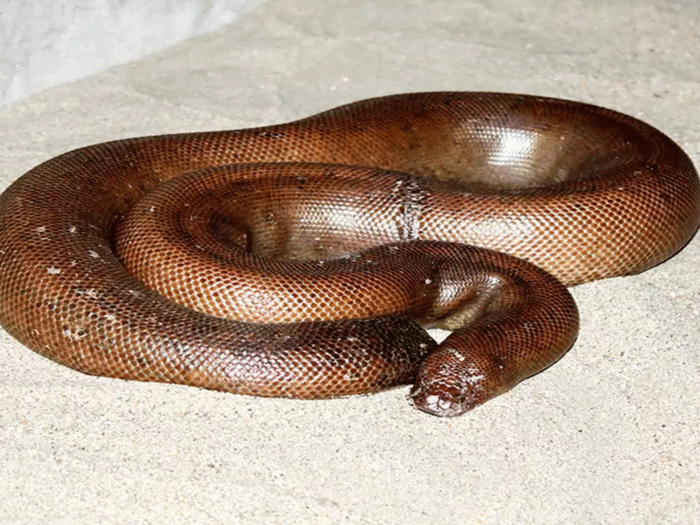 red sand boa cost in international market