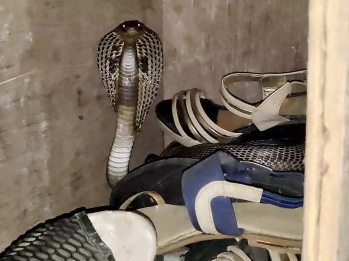 big cobra in shoe rack hissing and showing furious form cat started noise in corba see pictures