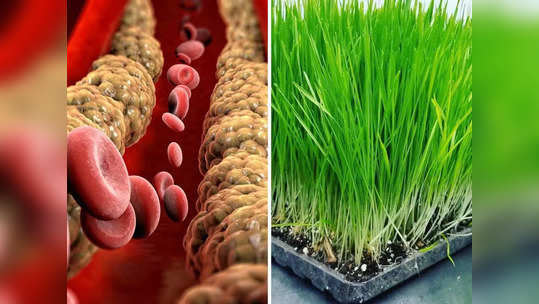 Cholesterol Reducing Foods : 'हे' हिरवं गवत खाण्यायोग्य, शरीरातील घाणेरडं कोलेस्ट्रॉल बाहेर टाकण्यास करेल मदत