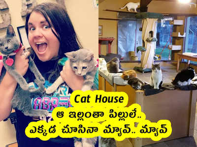 Cat House : ఆ ఇల్లంతా పిల్లులే.. ఎక్కడ చూసినా మ్యావ్.. మ్యావ్ 