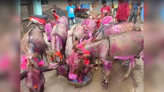 महाराष्ट्रातील या गावाची अनोखी परंपरा; बैलासोबत गाढवाच्या कष्टालाही मिळतो पोळ्यात उभं राहण्याचा मान