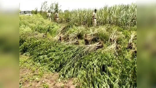 उसाच्या शेतात गांजाची लागवड, कोट्यवधींची झाडं जप्त