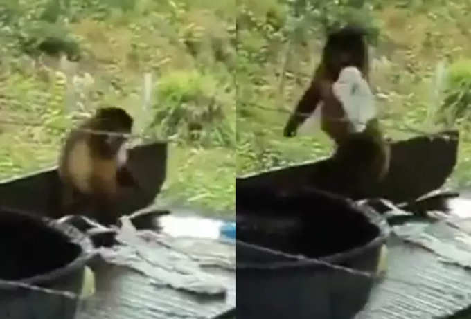 ​धोबी की तरह कपड़े धोता है ये बंदर