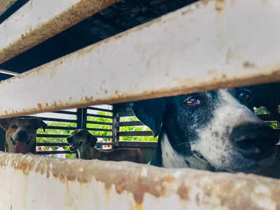 Kerala news: इंसान के दोस्त या दुश्मन? केरल में कुत्तों के काटने की बढ़ती घटनाओं से लोगों में टेंशन 