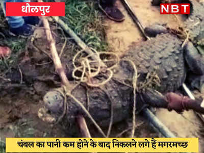 Dholpur News : गांव में निकला विशाल मगरमच्छ, गांव वालों ने रेस्क्यू कर वन विभाग को सौंपा