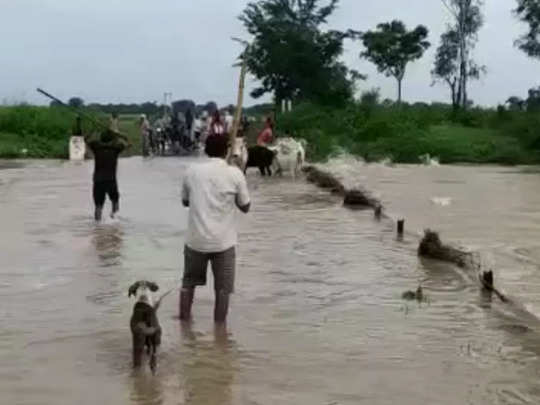 Satna: नदी में कुदाने के लिए लाठी-डंडों से मवेशियों की पिटाई, वीडियो वायरल होने पर केस दर्ज