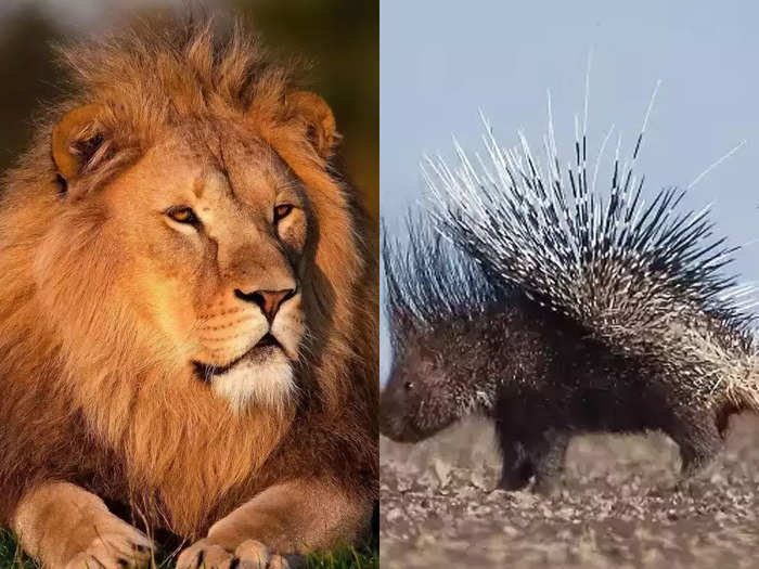 porcupine lion news