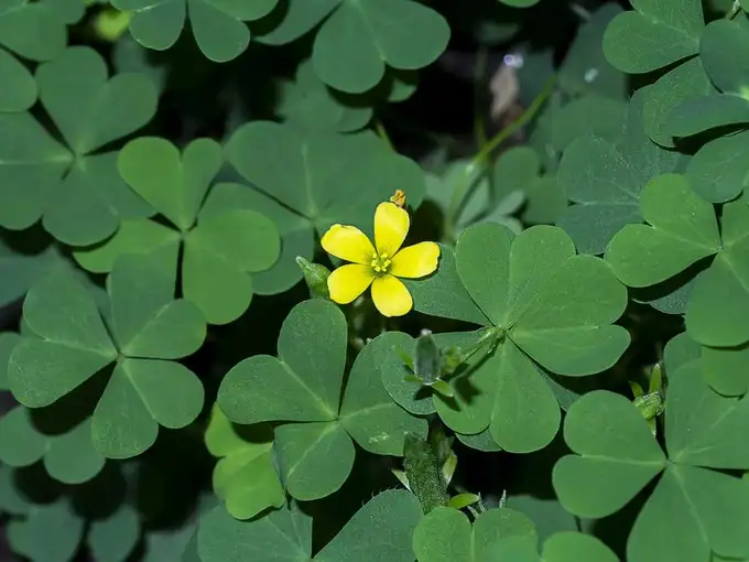 In Ayurveda, it is considered as nectar, this green grass will give