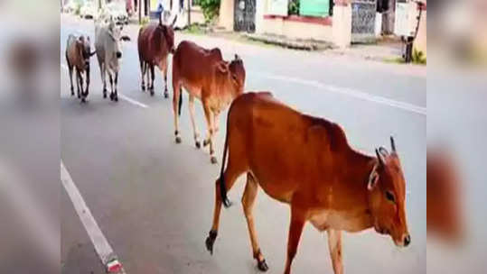 Lumpy Skin Disease: लम्पी स्कीन आजार महाराष्ट्रात दाखल, फिरत्या दवाखान्यांची स्थापना, यंत्रणा सतर्क