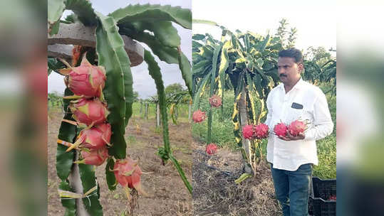 उस्मानाबादच्या सख्ख्या भावांनी दाखवलं एकीचं बळ, ड्रॅगनफ्रुट शेतीतून वर्षाला २४ लाखांची कमाई