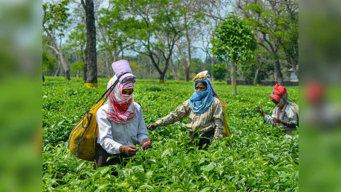 Tea Garden: ফাইল ফটো