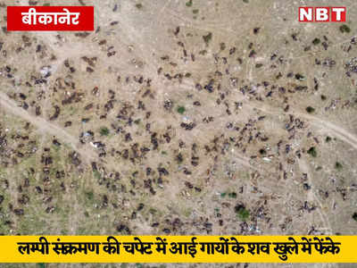 राजस्थान में गायों के लिए काल बना लम्पी संक्रमण, बीकानेर में एक ही जगह 1000 से ज्यादा शव दिखे, 5 किमी तक फैली दुर्गंध