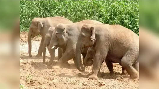 ओरिसातून छत्तीसगडमार्गे हत्ती थेट विदर्भात, मात्र गुजरातमध्ये स्थलांतरणाचा निर्णय; मुद्दा आता न्यायालयात पोहोचला!