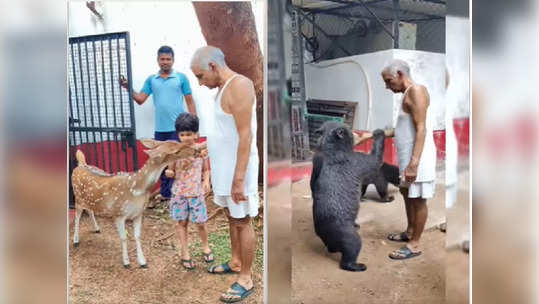 अस्वलांना कुरवाळलं, हरणाला भरवलं; अशक्तपणातही प्रकाश आमटेंनी जपले मैत्र जीवांचे