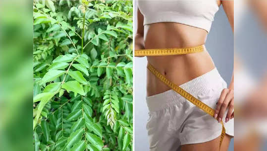 Leaves for Weight Loss: मांड्या, पोट व कंबरेची चरबी मेणासारखी झपाट्याने वितळेल, पाण्यात मिसळून प्या ही 5 पाने