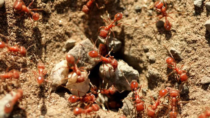 ​ओडिशा के गांव में चींटियों का हमला