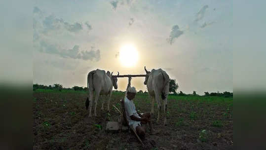 गोंदिया जिल्ह्यातील शेतकरी हवालदिल; अतिवृष्टीमुळे झालेल्या नुकसान भरपाईसाठी हवेत ३१ कोटी