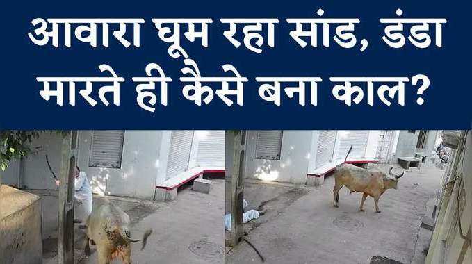 Gujarat News: गली में घूम रहे सांड को मारा डंडा, बुजुर्ग को उठाकर फेंका, देखें खौफनाक वीड‍ियो