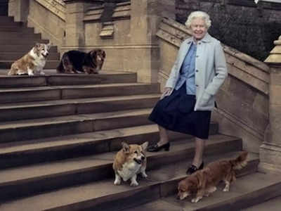 Queen Elizabeth II News: कहां रहेंगे ब्रिटिश महारानी एलिजाबेथ द्वितीय के 4 पालतू कुत्ते, निधन के बाद असमंजस बरकरार 