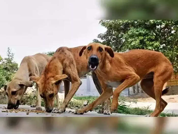 Stray Dog Attack In Kollam