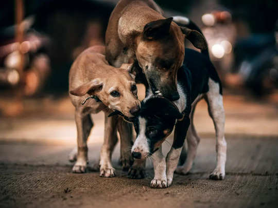 stray dog ​​nuisance rs 500 reward for bringing a dog for vaccination