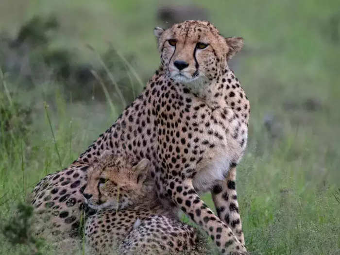 cheetah in india