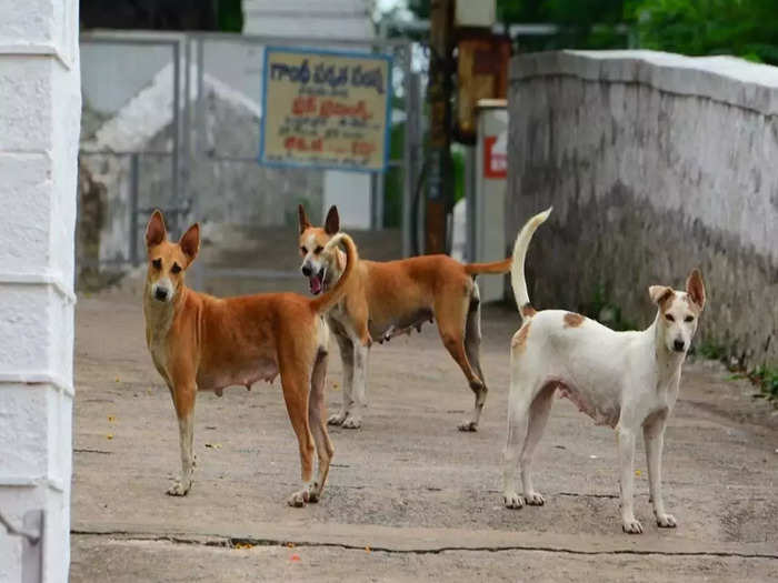 Changanassery Stray Dog Hang Case