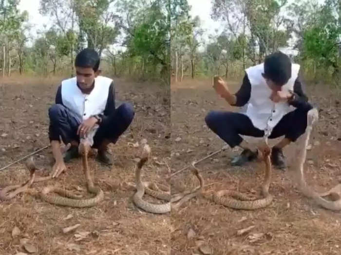 Cobra Snakes