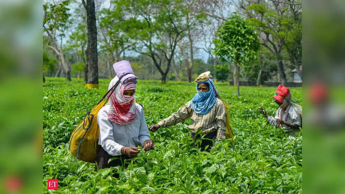 Darjeeling Tea Garden: ফাইল ফটো