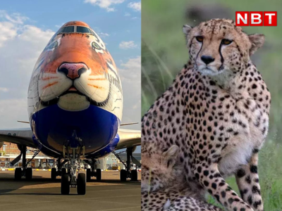 Cheetah India News : भारत में परदेस से आए चीते, तेंदुआ और बाघ से अलग कैसे पहचानेंगे? 
