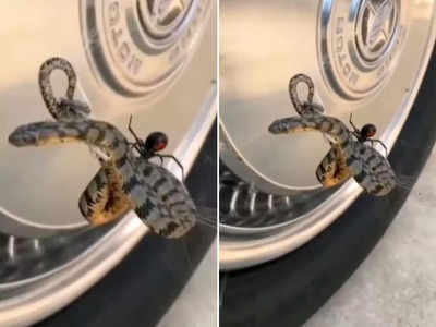 मकड़ी ने किया सांप का शिकार, चौंकाने वाला वीडियो हुआ वायरल 