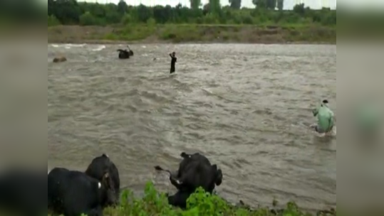 जळगाव: नदीत २२ बैल मृतावस्थेत, गुरांच्या गळ्याला दोराचा फास; आंतरराज्यीय तस्करीची शक्यता