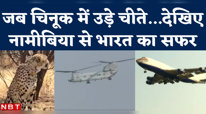 Cheetah Back To India: जब चिनूक में उड़े चीते...देखिए नामीबिया से भारत तक का हवाई सफर