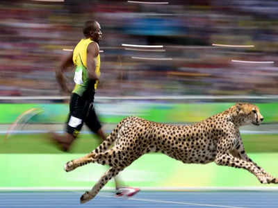Cheetah vs Usain Bolt: चीते को टक्कर देते हैं उसैन बोल्ट, क्या होगा जब दोनों साथ दौड़े? 