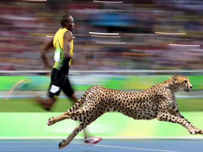 Usain Bolt vs Cheetah