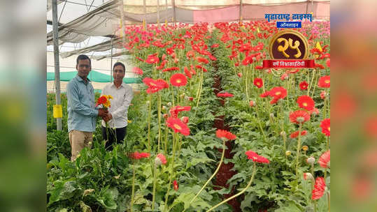 शेतकऱ्याचं स्वप्न साकारण्याठी सगळं कुटुंब राबलं, संकटाला भिडलं, जरबेरा फुलांच्या शेतीतून १० लाखांची कमाई