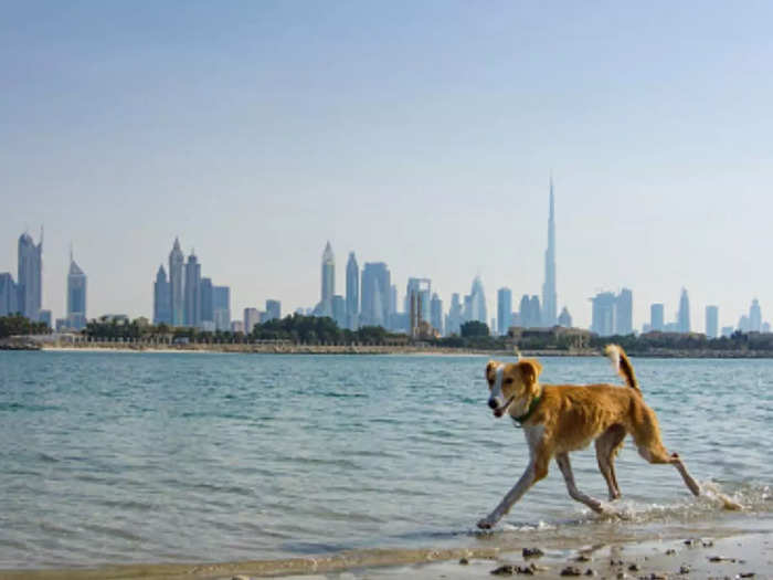 dubai royal family steps in to keep stray dogs centre from closing down