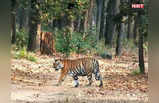 कूनो की शान बना चीता तो बाघ है इस पार्क की जान, 1 अक्टूबर से फिर खुल जाएंगे इसके द्वार