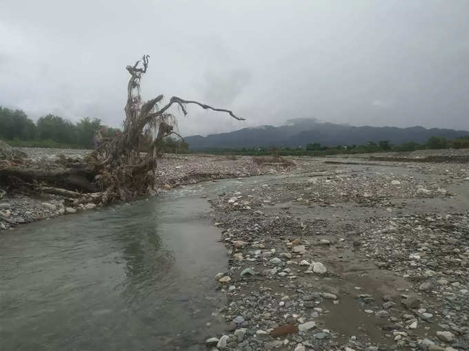 Haldu-tree-of-jakhan-doon