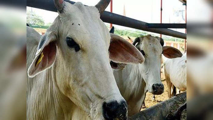 पन्नास टक्के गावे रेड झोनमध्ये