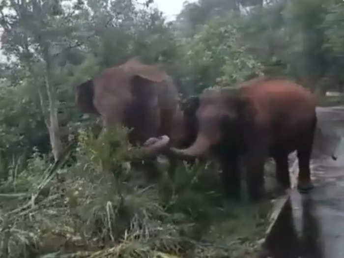 Elephants Entangle Trunks Video
