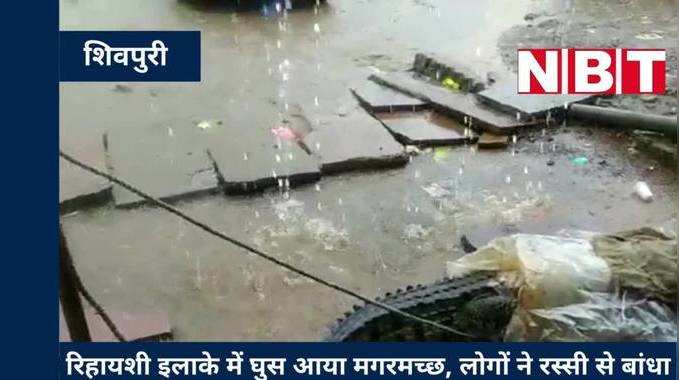 Shivpuri News: रिहायशी इलाके में घुसा मगरमच्‍छ, जान बचाने लोगों ने उठाया बड़ा कदम, देखिए VIDEO