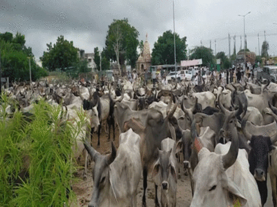 Gujarat news: गुजरात के हाइवे पर अचानक कहां से आईं सैकड़ों गाय, जिन्होंने रोक दिया ट्रैफिक, देखें तस्वीरें 
