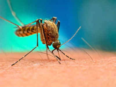 Lucknow Dengue: सावधान! लखनऊ में बढ़ रहा डेंगू, राजधानी में मिले 30 नए मरीज 