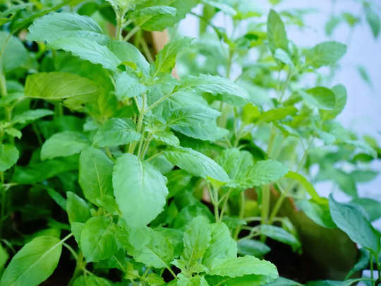 Tulsi Crop Income 70