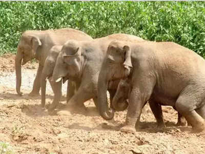 झारखंड में हाथी और इंसानों के बीच संघर्ष, आठ महीने में 55 लोगों और 10 हाथियों की मौत 
