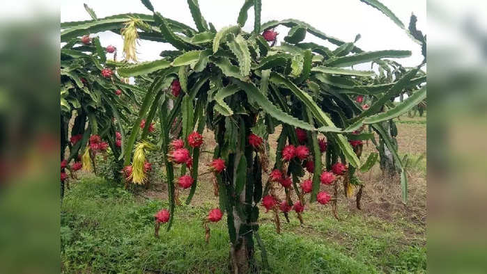 ड्रॅगन फ्रुट शेतीला अनुदान 