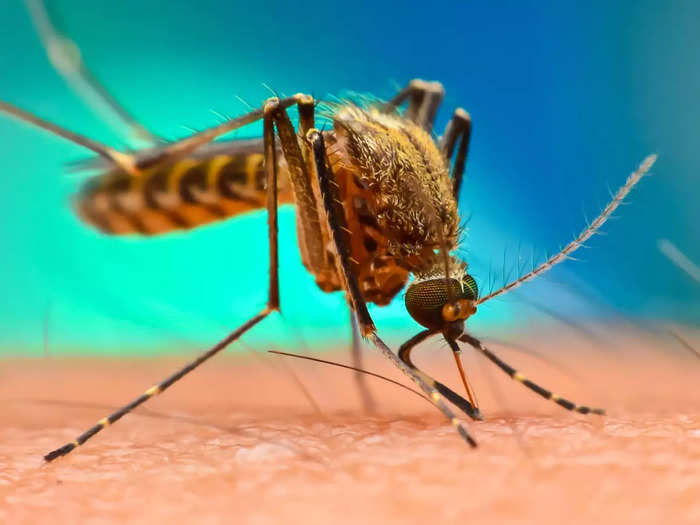 dengue