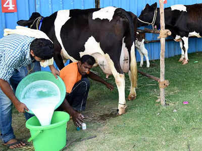 देशात Lumpy Virus चा कहर; लाखो गायींचा मृत्यू.. Cow Milk घेताना या 5 गोष्टी नक्की लक्षात ठेवा