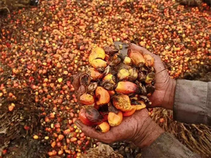 Palm Oil: ফাইল ফটো